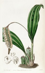 Pholidota imbricata de Miss Drake